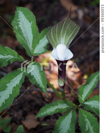 Yukimochiso Arisaema sikokianum 99360053