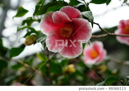在百合原公園盛開的三平椿山茶科 在百合原公園盛開的三平椿山茶科 99360113