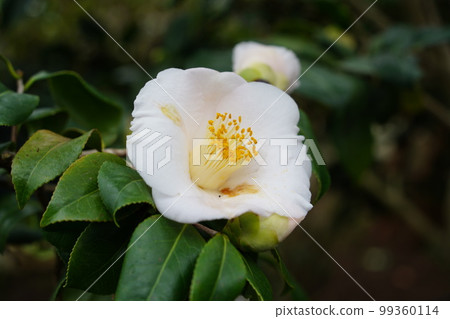 在百合原公園芙蓉庵盛開的山茶花 99360114
