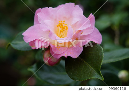 Camellia demitasse blooming in Yurigahara Park Camellia demitasse blooming in Yurigahara Park 99360116