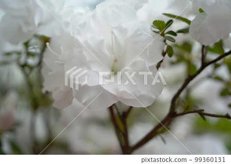 百合原公園盛露的杜鵑花盛開 百合原公園盛露的杜鵑花盛開 99360131