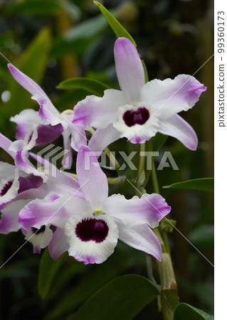 Dendrobium nobile 'Sakura' Progenitor of orchids 99360173