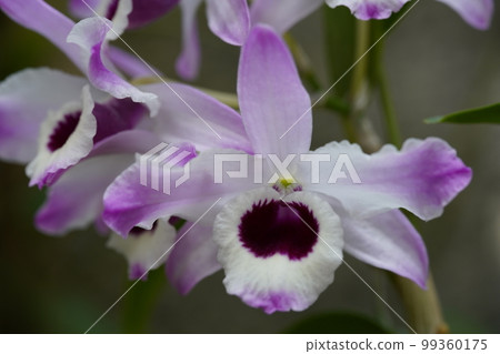 Dendrobium nobile 'Sakura' 蘭花的祖先 99360175