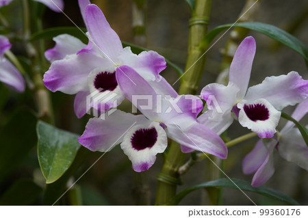 Dendrobium nobile 'Sakura' Progenitor of orchids 99360176