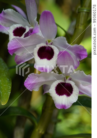 Dendrobium nobile 'Sakura' 蘭花的祖先 99360178