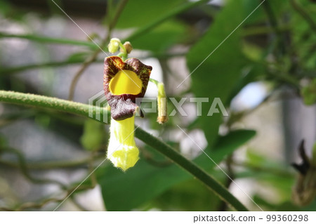 Arima horse chestnut (Arima horse chestnut) blooming in a winter greenhouse Arima horse chestnut (Arima horse chestnut) blooming in a winter greenhouse 99360298