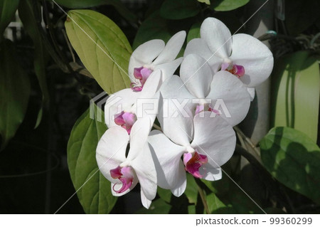 White phalaenopsis (Phalaenopsis) blooming in a greenhouse in winter 99360299