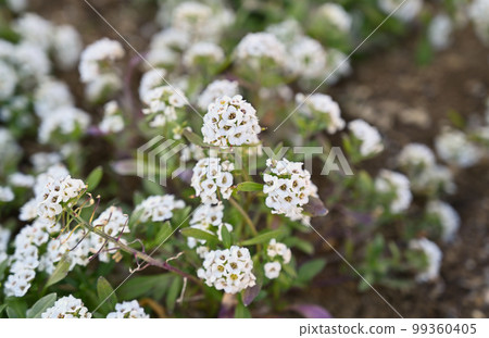 植物:十字花科 植物:十字花科 99360405