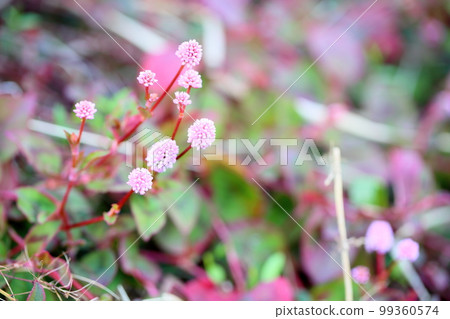 開花的花 99360574