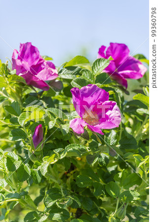 Hamanas Ishikari City 99360798