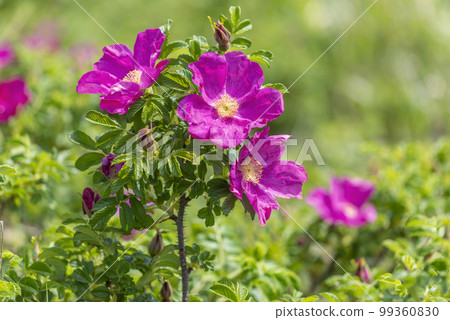 Hamanas Ishikari City 99360830