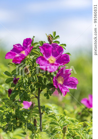 Hamanas Ishikari City 99360831