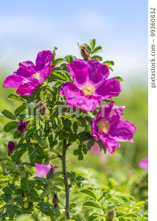 Hamanas Ishikari City 99360832