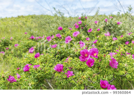 Hamanas Ishikari City Hamanas Ishikari City 99360864