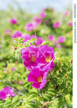 Hamanas Ishikari City Hamanas Ishikari City 99360865