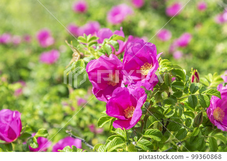 Hamanas Ishikari City Hamanas Ishikari City 99360868