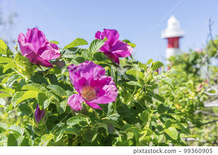 Hamanasu and Ishikari Lighthouse, Hamanasu no Oka Park, Ishikari City 99360905