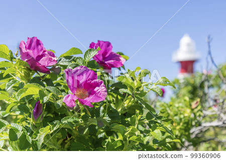 Hamanasu and Ishikari Lighthouse, Hamanasu no Oka Park, Ishikari City 99360906