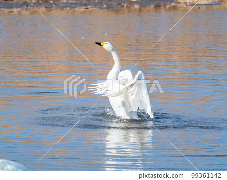 A wintering ground for swans: the graceful and dynamic fluttering of swans' wings in Sugo-numa, Ibaraki Prefecture A wintering ground for swans: the graceful and dynamic fluttering of swans' wings in Sugo-numa, Ibaraki Prefecture 99361142