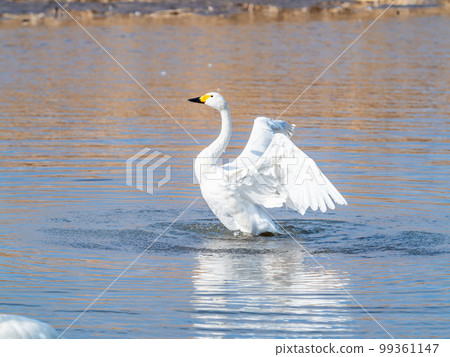 A wintering ground for swans: the graceful and dynamic fluttering of swans' wings in Sugo-numa, Ibaraki Prefecture 99361147