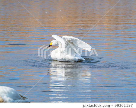 A wintering ground for swans: the graceful and dynamic fluttering of swans' wings in Sugo-numa, Ibaraki Prefecture A wintering ground for swans: the graceful and dynamic fluttering of swans' wings in Sugo-numa, Ibaraki Prefecture 99361157