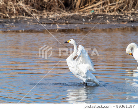 A wintering ground for swans: the graceful and dynamic fluttering of swans' wings in Sugo-numa, Ibaraki Prefecture 99361197