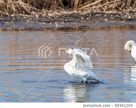 A wintering ground for swans: the graceful and dynamic fluttering of swans' wings in Sugo-numa, Ibaraki Prefecture A wintering ground for swans: the graceful and dynamic fluttering of swans' wings in Sugo-numa, Ibaraki Prefecture 99361204