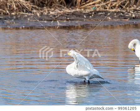 A wintering ground for swans: the graceful and dynamic fluttering of swans' wings in Sugo-numa, Ibaraki Prefecture A wintering ground for swans: the graceful and dynamic fluttering of swans' wings in Sugo-numa, Ibaraki Prefecture 99361205