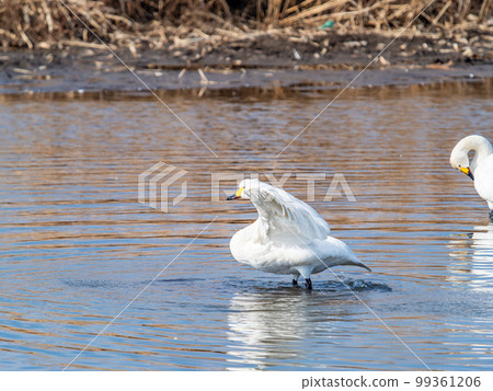A wintering ground for swans: the graceful and dynamic fluttering of swans' wings in Sugo-numa, Ibaraki Prefecture 99361206