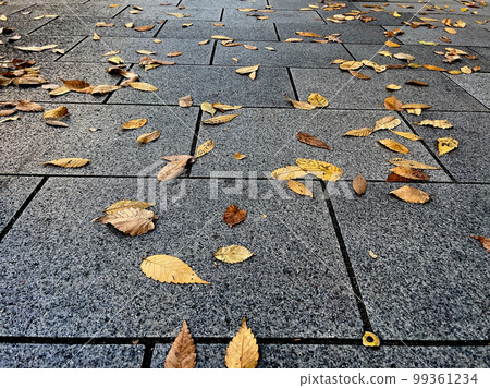 fallen leaves in the city fallen leaves in the city 99361234