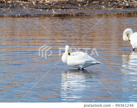 A wintering ground for swans, the graceful and beautiful swans of Sugo-numa, Ibaraki Prefecture. 99361246