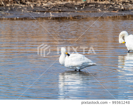 A wintering ground for swans, the graceful and beautiful swans of Sugo-numa, Ibaraki Prefecture. 99361248