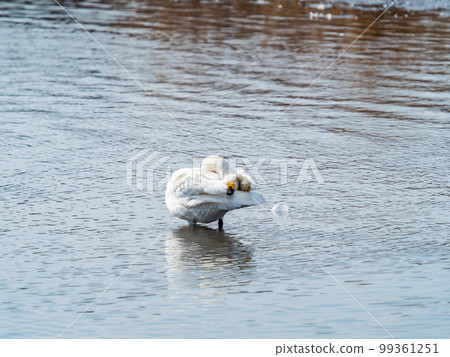 天鵝的越冬地，茨城縣須鄉沼的優雅美麗的天鵝。 99361251