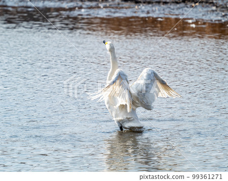 A wintering ground for swans: the graceful and dynamic fluttering of swans' wings in Sugo-numa, Ibaraki Prefecture 99361271