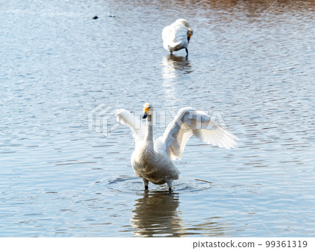 A wintering ground for swans: the graceful and dynamic fluttering of swans' wings in Sugo-numa, Ibaraki Prefecture 99361319