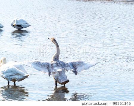 A wintering ground for swans: the graceful and dynamic fluttering of swans' wings in Sugo-numa, Ibaraki Prefecture A wintering ground for swans: the graceful and dynamic fluttering of swans' wings in Sugo-numa, Ibaraki Prefecture 99361346