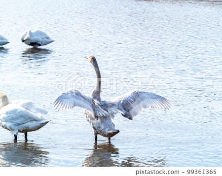 A wintering ground for swans: the graceful and dynamic fluttering of swans' wings in Sugo-numa, Ibaraki Prefecture 99361365