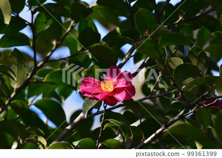 Camellia japonica flowers in Sakura Castle Ruins Park 99361399
