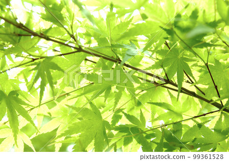 新鮮的綠色季節 99361528