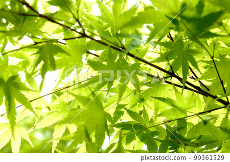新鮮的綠色季節 99361529