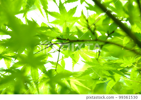 Fresh green season 99361530