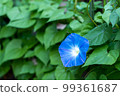 淺崎的牽牛花 99361687