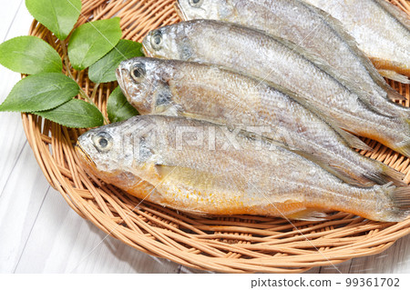 Oysters on a tray Oysters on a tray 99361702