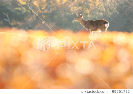 Nara deer Nara deer 99361752
