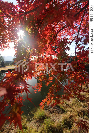 秋葉 (Momiji) 日本 秋天 99361822