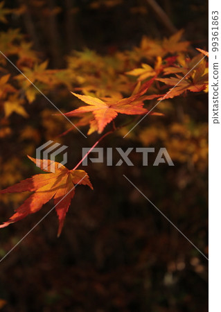 秋葉 (Momiji) 日本 秋天 99361863