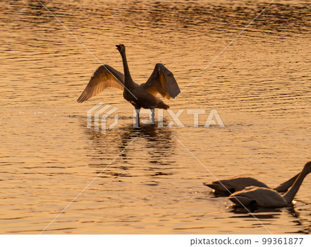 A wintering ground for swans, the graceful and dynamic silhouette of swans flapping their wings at dusk in Sugo-numa, Ibaraki Prefecture 99361877
