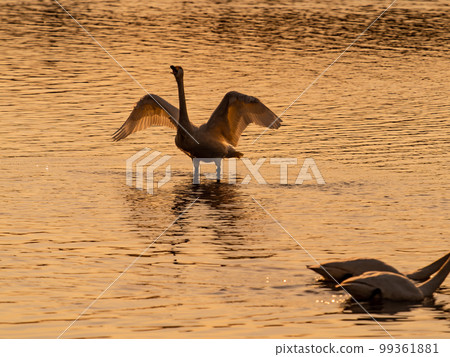 A wintering ground for swans, the graceful and dynamic silhouette of swans flapping their wings at dusk in Sugo-numa, Ibaraki Prefecture 99361881