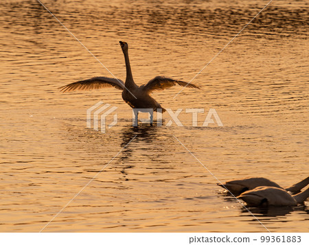 A wintering ground for swans, the graceful and dynamic silhouette of swans flapping their wings at dusk in Sugo-numa, Ibaraki Prefecture A wintering ground for swans, the graceful and dynamic silhouette of swans flapping their wings at dusk in Sugo-numa, Ibaraki Prefecture 99361883