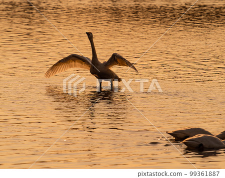 A wintering ground for swans, the graceful and dynamic silhouette of swans flapping their wings at dusk in Sugo-numa, Ibaraki Prefecture 99361887